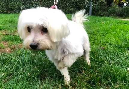 Cagnolina rapita torna a casa dopo tre anni